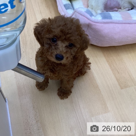 香川県のトイプードル(トイ) (ペットプラス 綾川店/2026年8月14日生まれ/女の子/レッド)の子犬の4枚目の画像