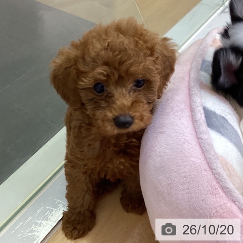 香川県のトイプードル(トイ) (ペットプラス 綾川店/2026年8月14日生まれ/女の子/レッド)の子犬の3枚目の画像