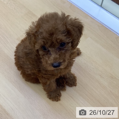 香川県のトイプードル(トイ) (ペットプラス 綾川店/2026年8月14日生まれ/女の子/レッド)の子犬の3枚目の画像