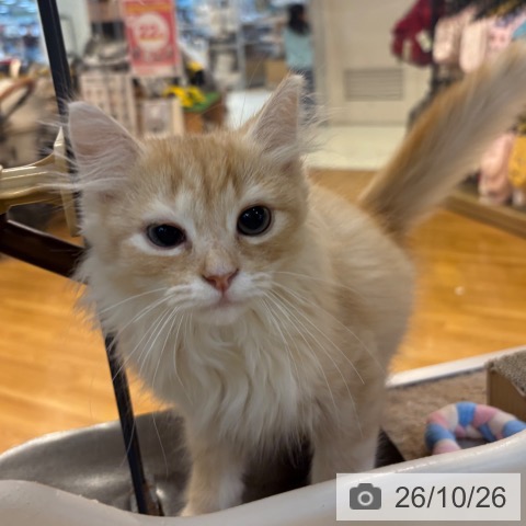 京都府のサイベリアン (ペットプラス イオンモールKYOTO店/2026年8月10日生まれ/男の子/レッドタビー)の子猫の3枚目の画像