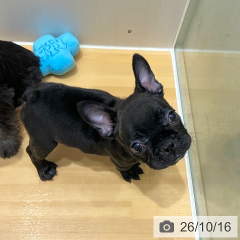 フレンチ・ブルドッグの写真