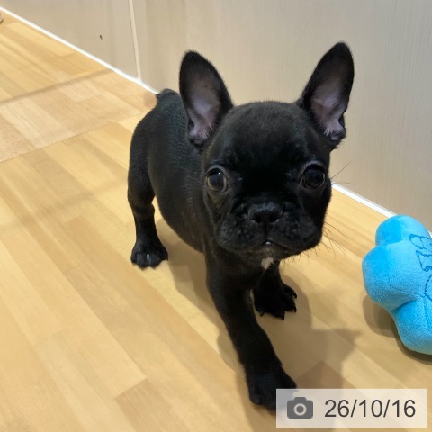 フレンチ・ブルドッグの写真