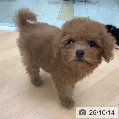 埼玉県のトイプードル(トイ) (ペットプラス 羽生店/2026年7月24日生まれ/女の子/レッド)の子犬の3枚目の画像