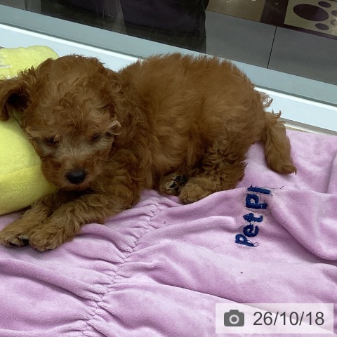 千葉県のトイプードル(トイ) (ペットプラス 船橋店/2026年8月14日生まれ/女の子/アプリコット)の子犬の3枚目の画像