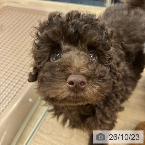 神奈川県のトイプードル(トイ) (ペットプラス 武蔵小杉店/2026年8月13日生まれ/男の子/ブラウン)の子犬の3枚目の画像