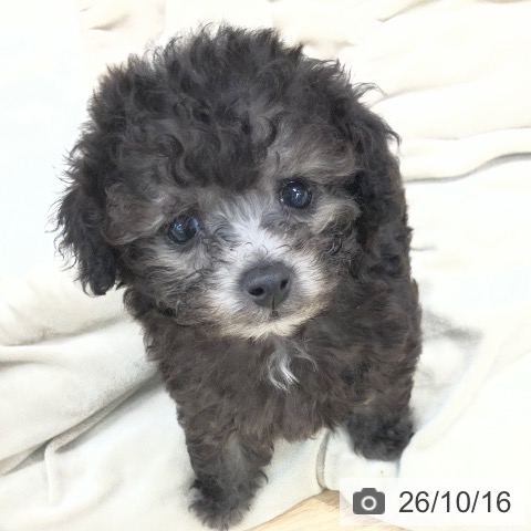 東京都のトイプードル(トイ) (ペットプラス 日の出店/2026年8月14日生まれ/男の子/シルバー)の子犬の3枚目の画像