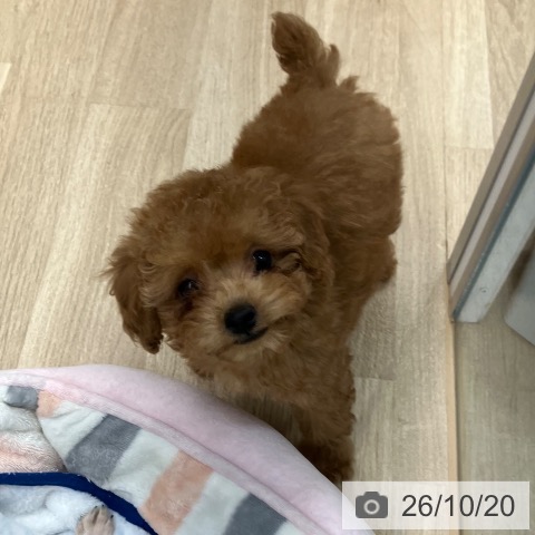 東京都のトイプードル(トイ) (ペットプラス 日の出店/2026年8月9日生まれ/女の子/レッド)の子犬の3枚目の画像