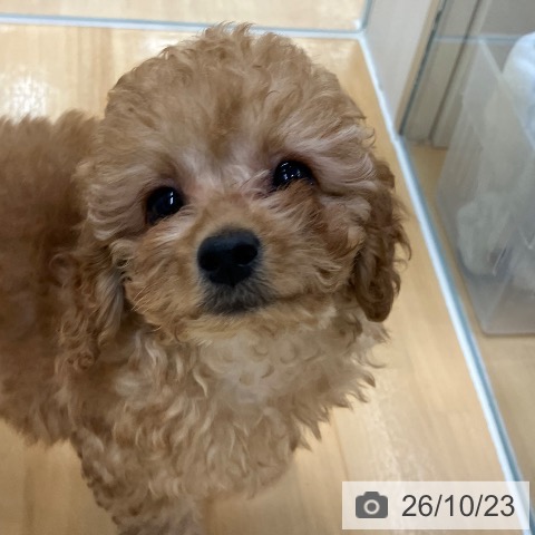 長野県のトイプードル(トイ) (ペットプラス 松本店/2026年8月9日生まれ/女の子/アプリコット)の子犬の3枚目の画像