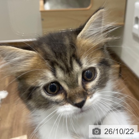 岡山県のスコティッシュフォールド (ペッツワン 岡山南店/2026年8月14日生まれ/男の子/ブラウンタビーホワイト)の子猫の4枚目の画像