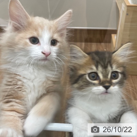 岡山県のスコティッシュフォールド (ペッツワン 岡山南店/2026年8月14日生まれ/男の子/ブラウンタビーホワイト)の子猫の3枚目の画像