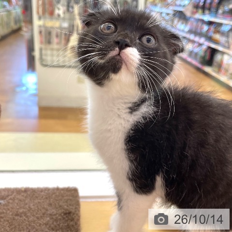 スコティッシュフォールドの写真
