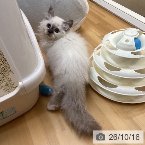 サイベリアンの写真