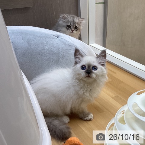 サイベリアンの写真