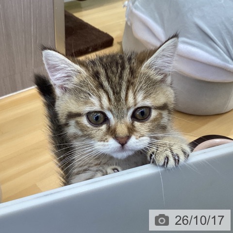 香川県のマンチカン (ペットプラス 綾川店/2026年8月4日生まれ/女の子/ブラウンマッカレルタビー)の子猫の3枚目の画像