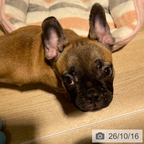 兵庫県のフレンチブルドッグ (ペットプラス 神戸三宮店/2026年8月2日生まれ/男の子/フォーン)の子犬の3枚目の画像