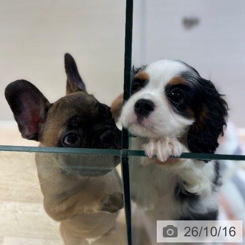 キャバリア・キングチャールズ・スパニエルの写真