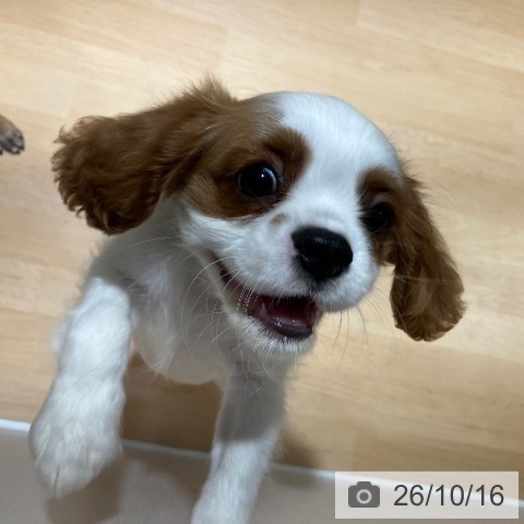 キャバリア・キングチャールズ・スパニエルの写真