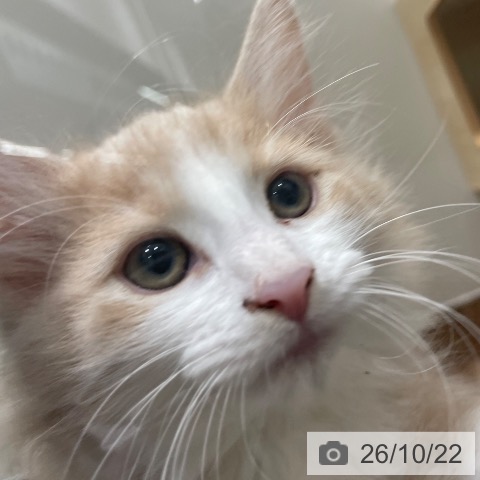 岡山県のノルウェージャンフォレストキャット (ペッツワン 岡山南店/2026年8月15日生まれ/男の子/クリームマッカレルタビーホワイト)の子猫の4枚目の画像