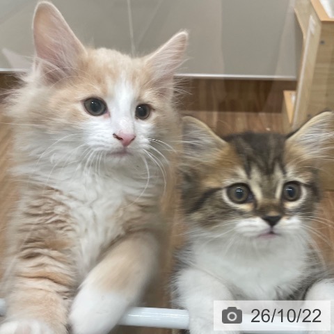 岡山県のノルウェージャンフォレストキャット (ペッツワン 岡山南店/2026年8月15日生まれ/男の子/クリームマッカレルタビーホワイト)の子猫の3枚目の画像