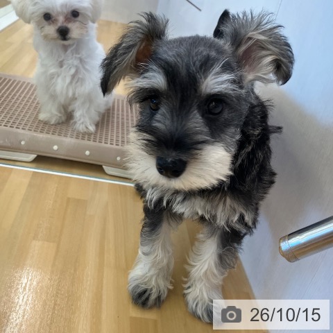 ミニチュア・シュナウザーの写真