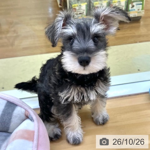 香川県のミニチュアシュナウザー (ペットプラス 高松店/2026年8月9日生まれ/女の子/ソルトペッパー)の子犬の3枚目の画像