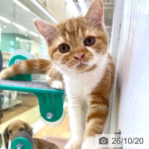 スコティッシュフォールドの写真