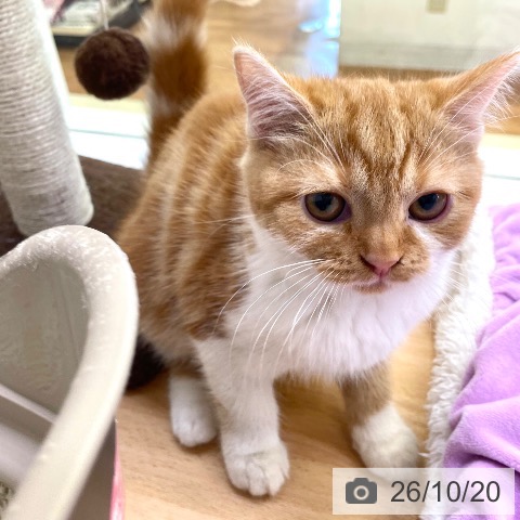 スコティッシュフォールドの写真