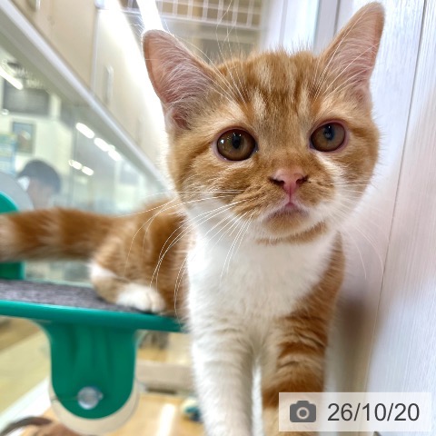 スコティッシュフォールドの写真