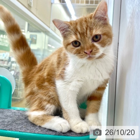 スコティッシュフォールドの写真