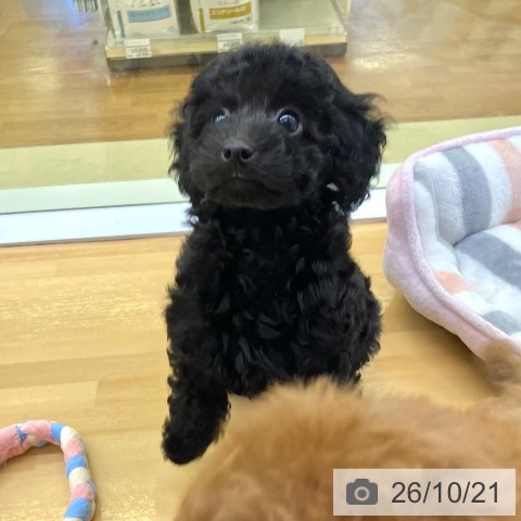 香川県のトイプードル(トイ) (ペットプラス 高松店/2026年8月14日生まれ/男の子/ブラック)の子犬の4枚目の画像