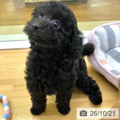 香川県のトイプードル(トイ) (ペットプラス 高松店/2026年8月14日生まれ/男の子/ブラック)の子犬の3枚目の画像