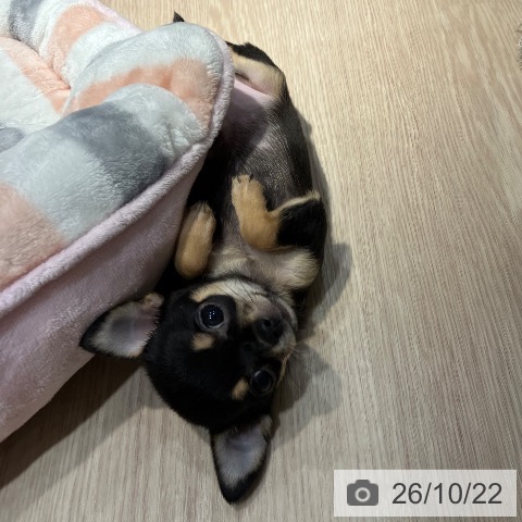チワワの写真