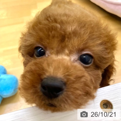 香川県のトイプードル(トイ) (ペットプラス 高松店/2026年8月19日生まれ/男の子/レッド)の子犬の4枚目の画像