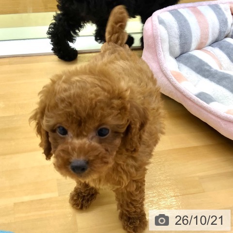 香川県のトイプードル(トイ) (ペットプラス 高松店/2026年8月19日生まれ/男の子/レッド)の子犬の3枚目の画像