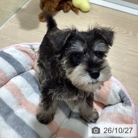 徳島県のミニチュアシュナウザー (ペットプラス 徳島店/2026年8月19日生まれ/男の子/ソルトペッパー)の子犬の4枚目の画像