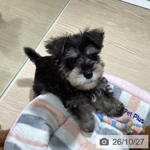 徳島県のミニチュアシュナウザー (ペットプラス 徳島店/2026年8月19日生まれ/男の子/ソルトペッパー)の子犬の3枚目の画像