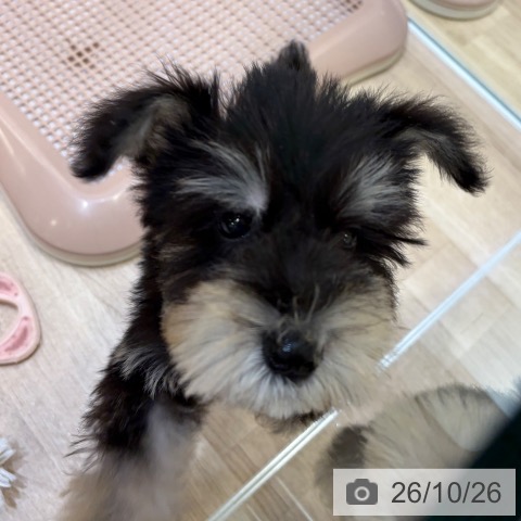 ミニチュア・シュナウザーの写真