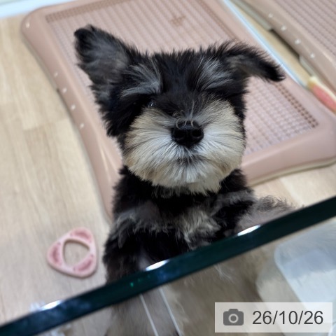 ミニチュア・シュナウザーの写真