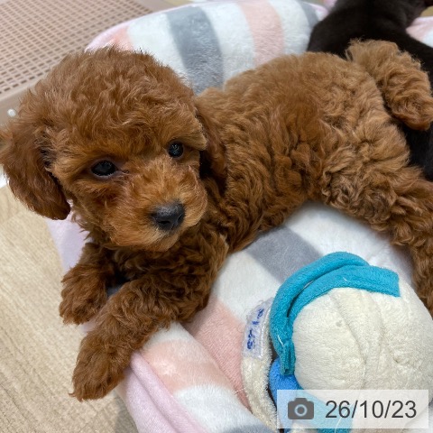 埼玉県のトイプードル(トイ) (ペットプラス ららぽーと新三郷店/2026年8月20日生まれ/女の子/レッドフォーン)の子犬の4枚目の画像