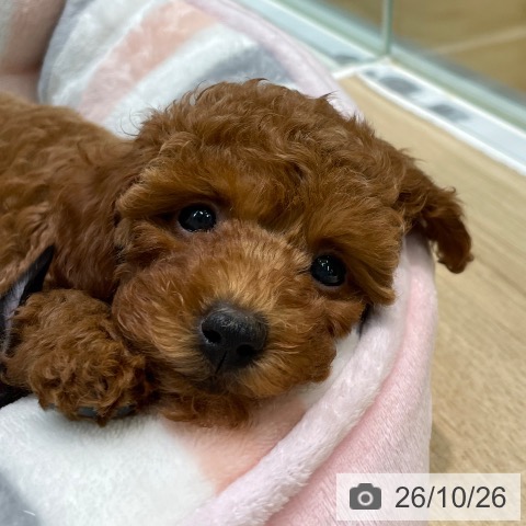 埼玉県のトイプードル(トイ) (ペットプラス ららぽーと新三郷店/2026年8月20日生まれ/女の子/レッドフォーン)の子犬の3枚目の画像