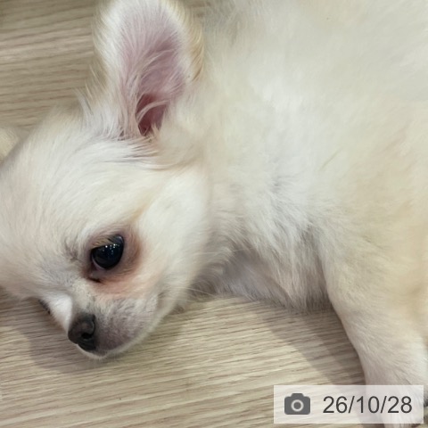 岡山県のチワワ(ロング) (ペットプラス 岡山店/2026年8月15日生まれ/男の子/クリーム)の子犬の4枚目の画像