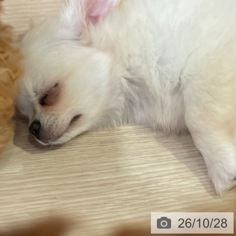 岡山県のチワワ(ロング) (ペットプラス 岡山店/2026年8月15日生まれ/男の子/クリーム)の子犬の3枚目の画像