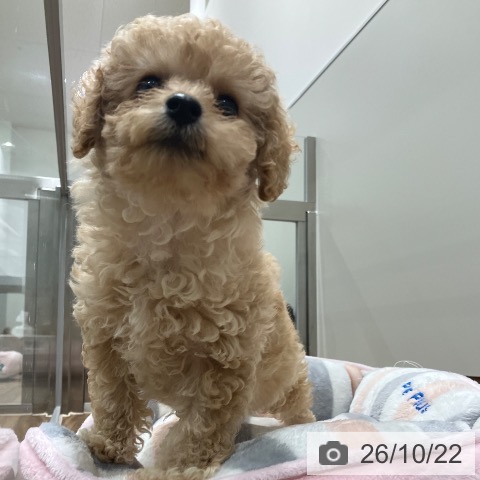 岡山県のトイプードル(トイ) (ペッツワン 岡山南店/2026年8月13日生まれ/男の子/クリーム)の子犬の4枚目の画像