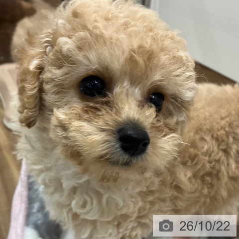 岡山県のトイプードル(トイ) (ペッツワン 岡山南店/2026年8月13日生まれ/男の子/クリーム)の子犬の3枚目の画像