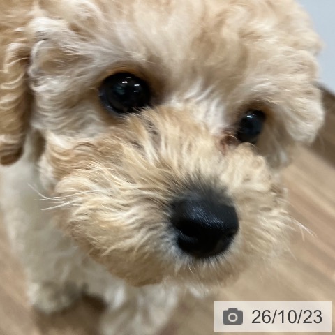 岡山県のトイプードル(トイ) (ペッツワン 岡山南店/2026年8月13日生まれ/男の子/クリーム)の子犬の3枚目の画像