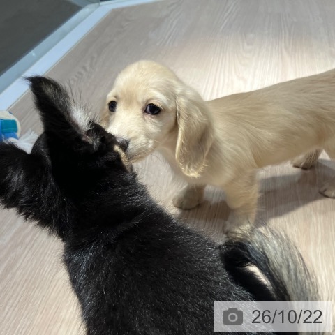 ミニチュア・ダックスフンドの写真