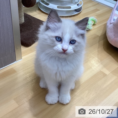 香川県のラグドール (ペットプラス 綾川店/2026年8月22日生まれ/男の子/ブルーポイントバイカラー)の子猫の4枚目の画像