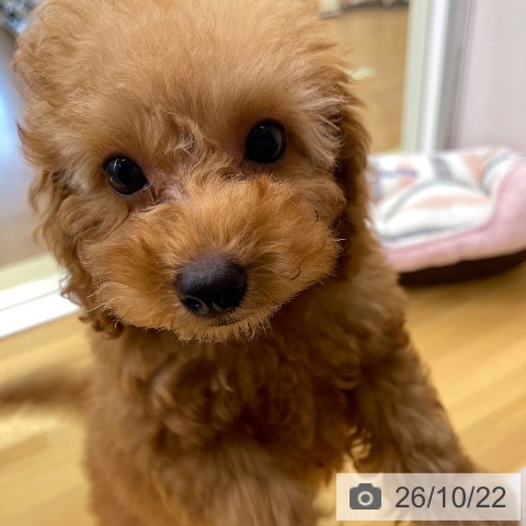 香川県のトイプードル(トイ) (ペットプラス 高松店/2026年8月17日生まれ/男の子/アプリコット)の子犬の4枚目の画像