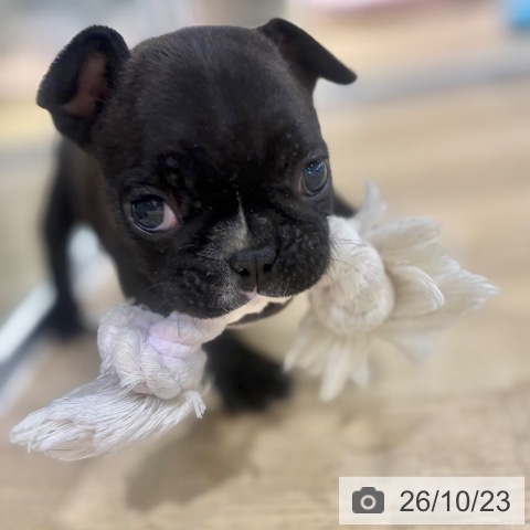 フレンチ・ブルドッグの写真