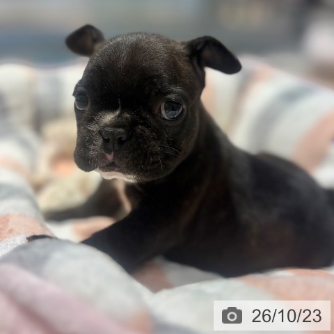 フレンチ・ブルドッグの写真
